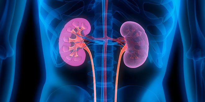 signs-of-kidney-disease-Treatment-with-natural-remedies