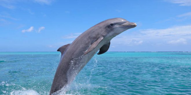 Dubai Dolphinarium