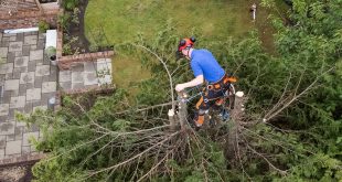 Middlesbrough Tree Surgeon