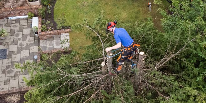 Middlesbrough Tree Surgeon