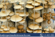 Mushroom Cultivation Market