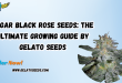 Sugar Black Rose seeds