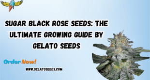 Sugar Black Rose seeds