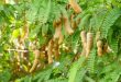 Tamarind Farming Guide in India