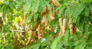 Tamarind Farming Guide in India