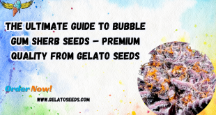 Bubble Gum Sherb seeds