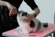 cat-grooming-abudhabi