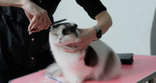 cat-grooming-abudhabi