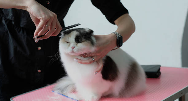 cat-grooming-abudhabi