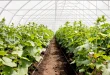 Hydroponics Farming