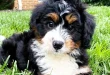 Mini Bernedoodle