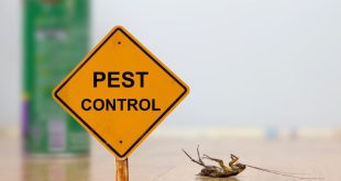 Cockroach control Surrey