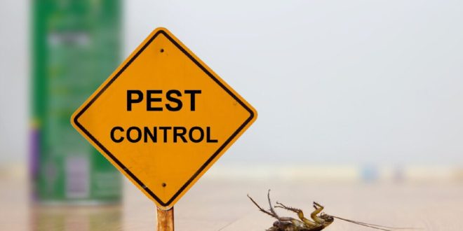 Cockroach control Surrey