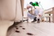 Pest Control in Lahore and Guide to Pest Control Services