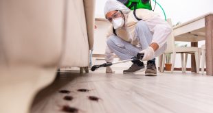 Pest Control in Lahore and Guide to Pest Control Services