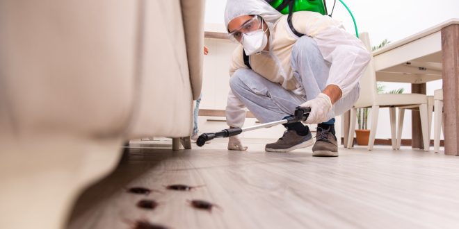 Pest Control in Lahore and Guide to Pest Control Services