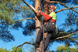 Tree Surgeons in Walsall